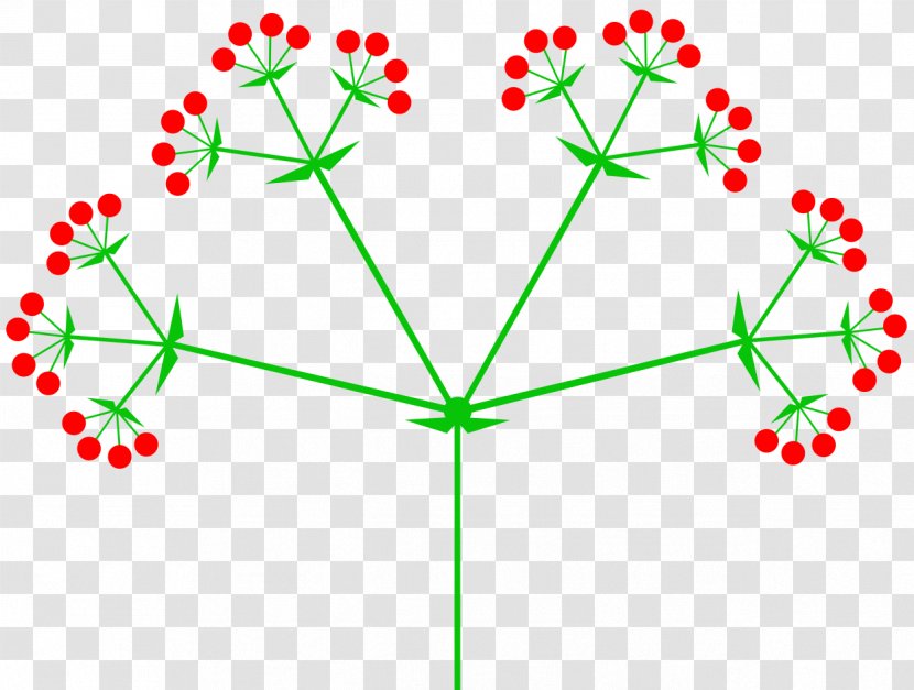 Inflorescence Umbel Raceme Flower Pseudanthium Transparent PNG