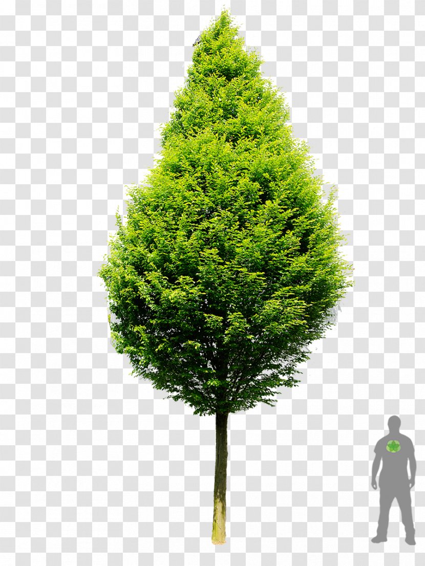 Carpinus Betulus Broad-leaved Tree Photinia Woody Plant - Evergreen - Bet Transparent PNG