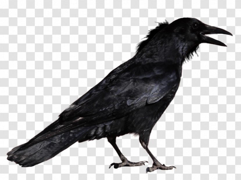 Free Library Of Philadelphia The Raven Nisour Square Massacre Baltimore Ravens Society - Feather - Crow Image Transparent PNG