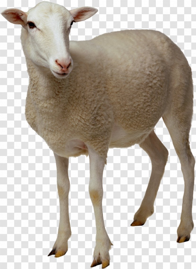 Sheep Goat Clip Art - Image Transparent PNG