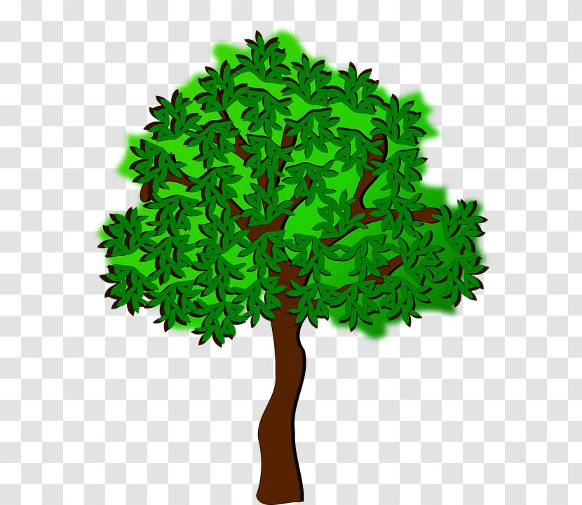 Clip Art - Drawing - Branch Transparent PNG