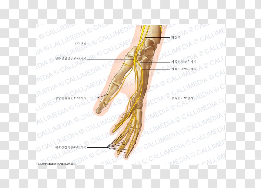 Finger Human Anatomy Nerve Grasses Hand - Tree Transparent PNG