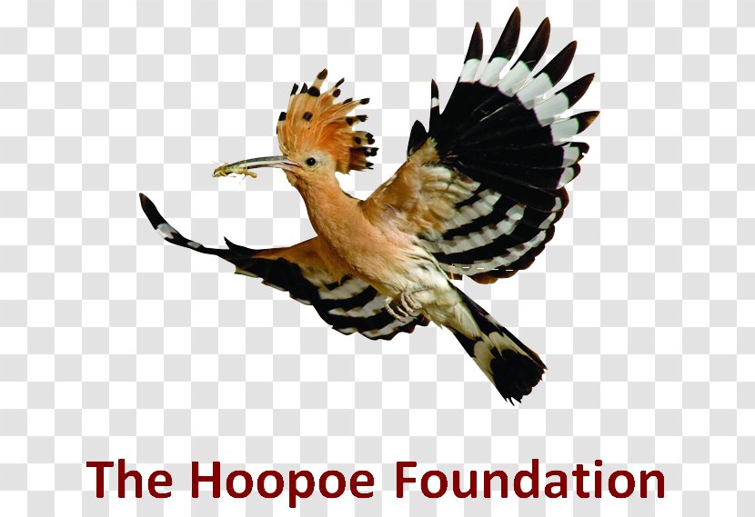 Bird Migration Beak Hoopoe Birdwatching - Laughing Dove Transparent PNG