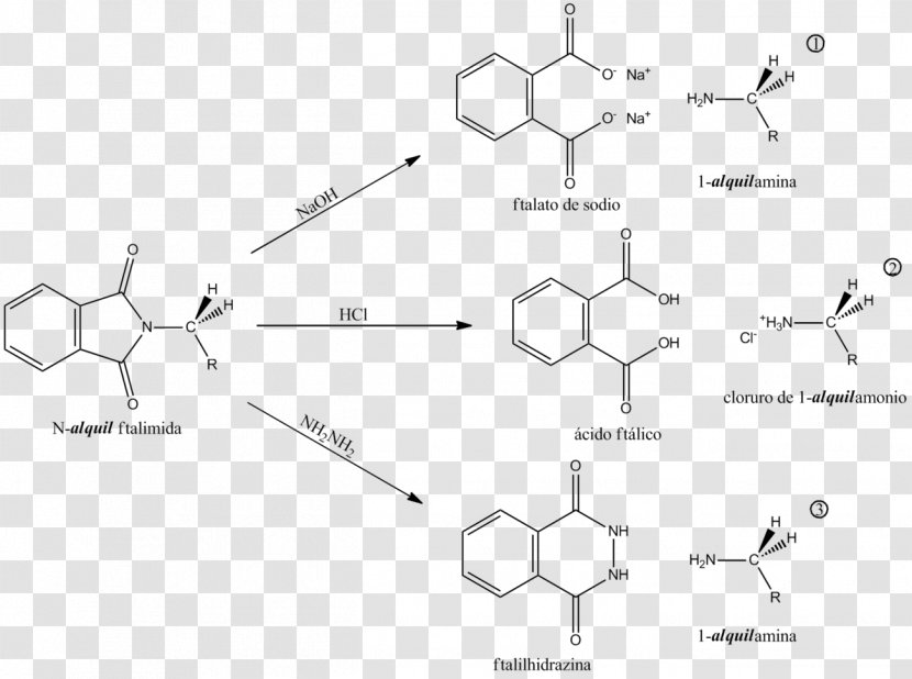 Gabriel Synthesis Amine Phthalimide Haloalkane Alkyl - Concerted Reaction - Chemical Transparent PNG