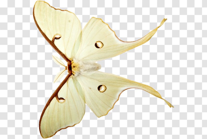 Bombycidae Butterflies And Moths Blog Clip Art - Pollinator Transparent PNG