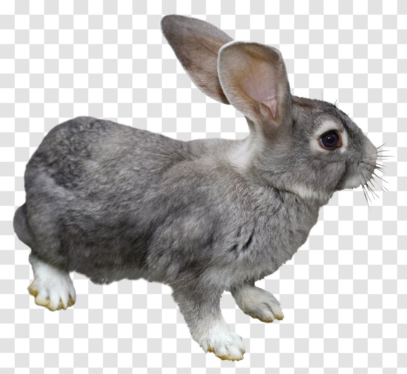Domestic Rabbit Hare Angora Easter Bunny - Rabits And Hares - Qg Transparent PNG