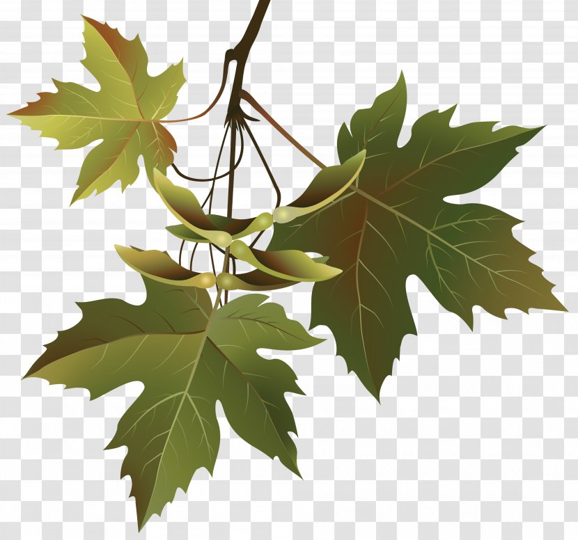 Autumn Leaf Color Branch Tree Maple - Leaves Transparent PNG