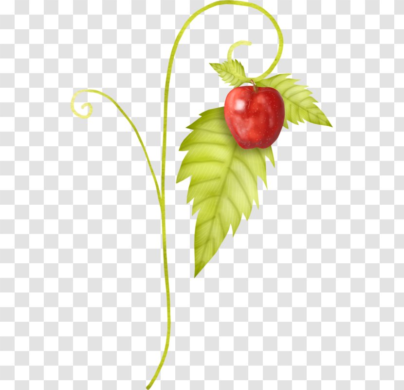 Strawberry Clip Art - Auglis - Fruit Apple Picture Transparent PNG