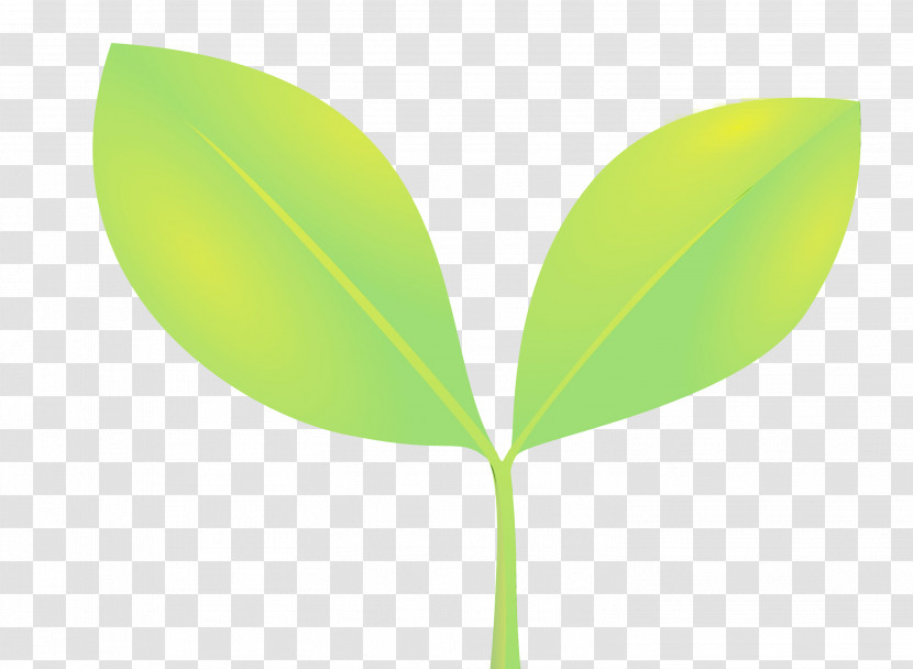 Leaf Green Plant Flower Plant Stem Transparent PNG