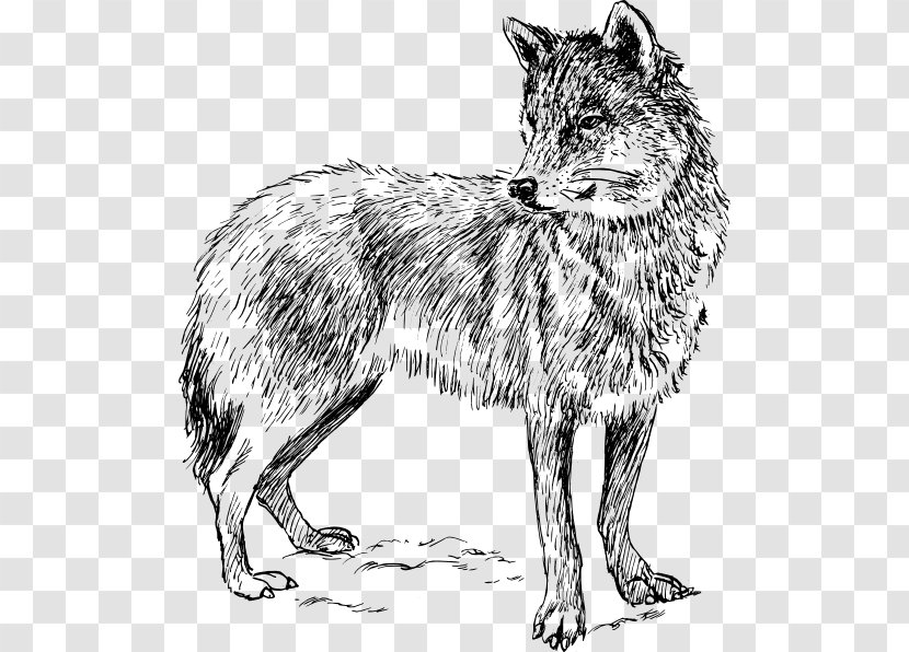 Black Wolf Clip Art - Coyote - Organism Transparent PNG