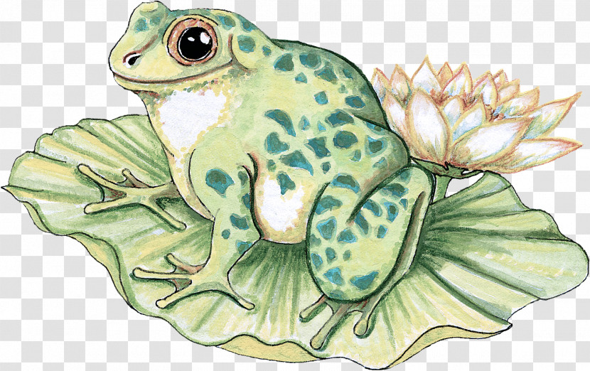 True Frog Toad Frogs Turtles Sea Turtles Transparent PNG