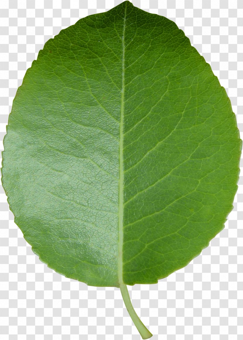 Leaf Transparency And Translucency Clip Art - Plant - Leave Transparent PNG