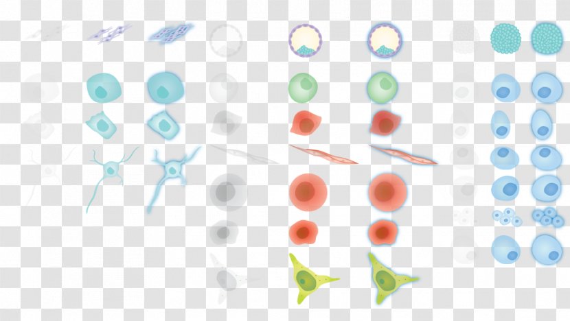 Cellular Differentiation Induced Pluripotent Stem Cell Pluripotency Transparent PNG