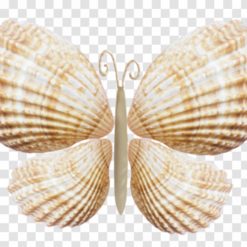 Seashell Butterflies And Moths Conchology Mollusc Shell - Cockle - Shells Transparent PNG