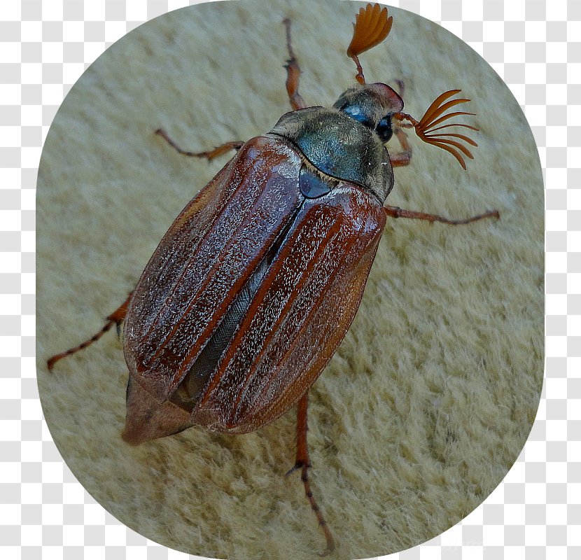 Weevil Leaf Beetles Dung Beetle True Bugs - Animal - Scarab Transparent PNG
