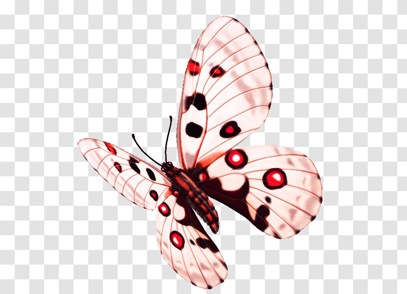Butterfly Flower - Invertebrate - Colorful Transparent PNG