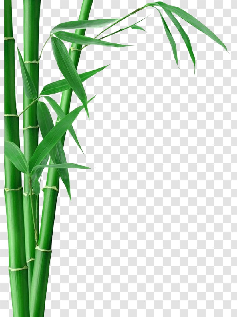 Bamboo Forest Fargesia Murielae Textile Charcoal Transparent PNG