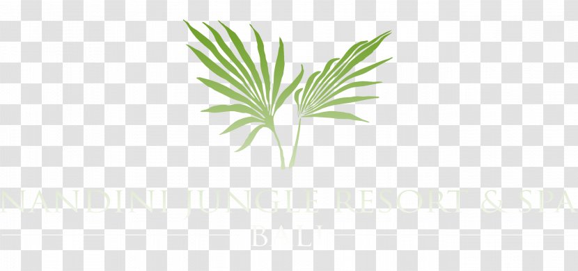 Arecaceae Leaf Palm Branch Frond Plant Stem - Grass Family - Plumeria Logo Transparent PNG