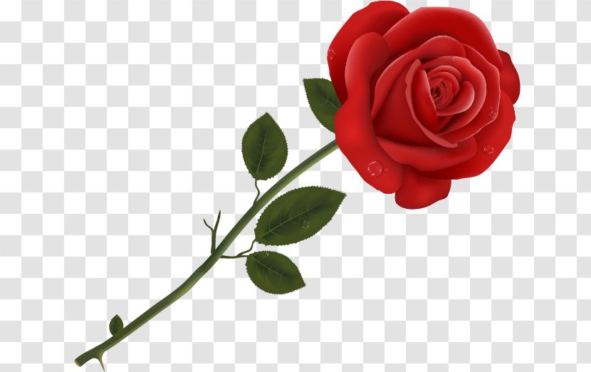 Garden Roses Clip Art - Rosa Centifolia - Rose Transparent PNG