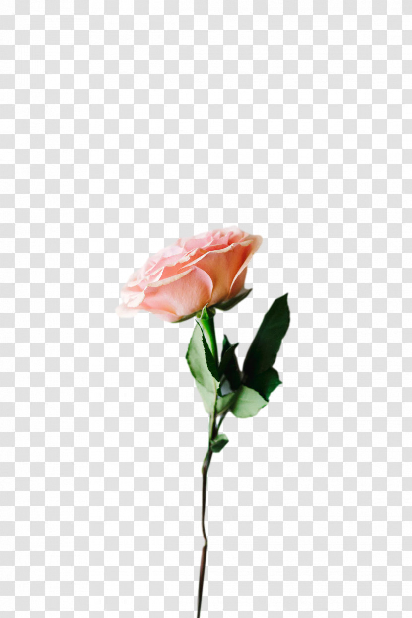 Garden Roses Transparent PNG