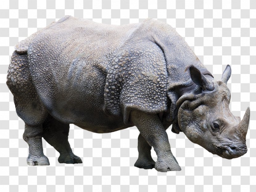 Indian Rhinoceros VKT Gesellschaft Für Verschleißschutz Und Klebetechnik MbH Sticker Decoratie - Animal - Rinoceronte Transparent PNG