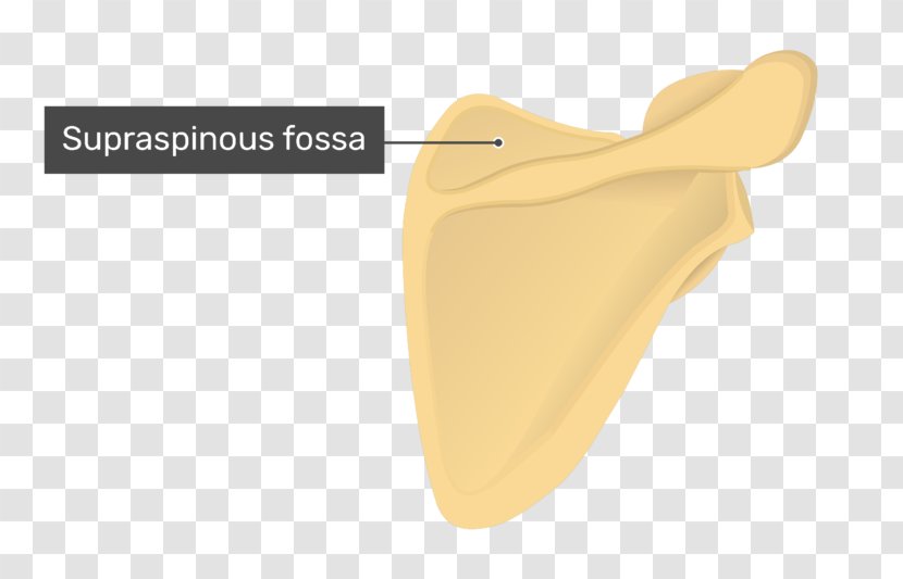 Supraspinatous Fossa Scapula Supraspinatus Muscle Anatomy Infraspinatous Transparent PNG