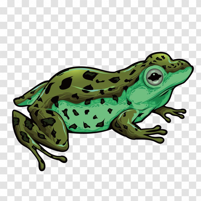 Toad True Frog Amphibian - Vector A Transparent PNG