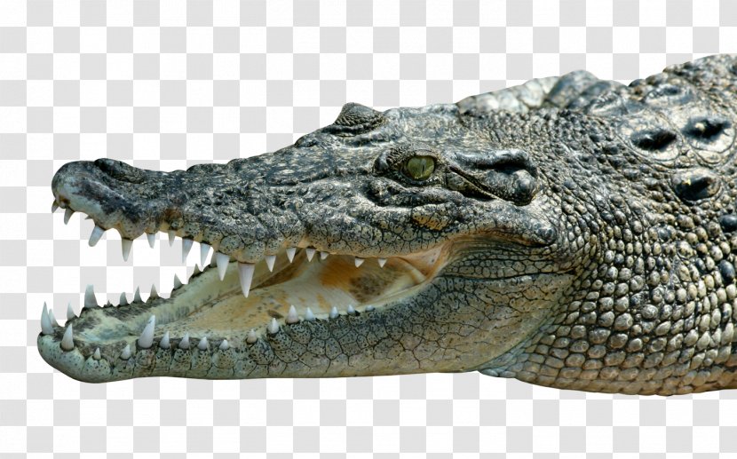 Nile Crocodile American Alligator Transparent PNG