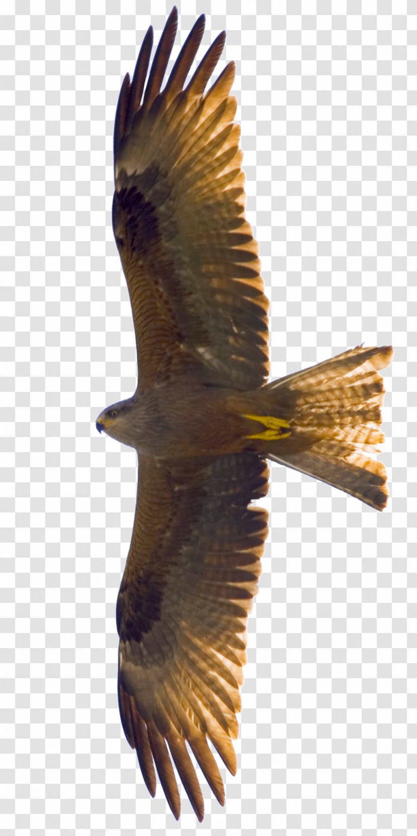 Bird Flight Eagle Kite - Harrier - Kites Transparent PNG