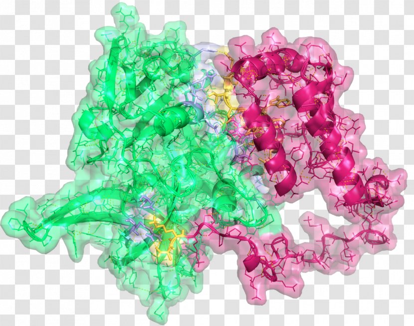 PEA15 HtrA Serine Peptidase 2 Monomer Bead Gemstone - Trimer - Pea Transparent PNG