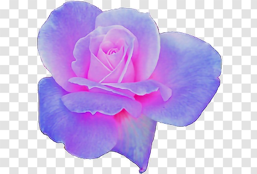 Garden Roses Aesthetics - Purple - Violet Transparent PNG