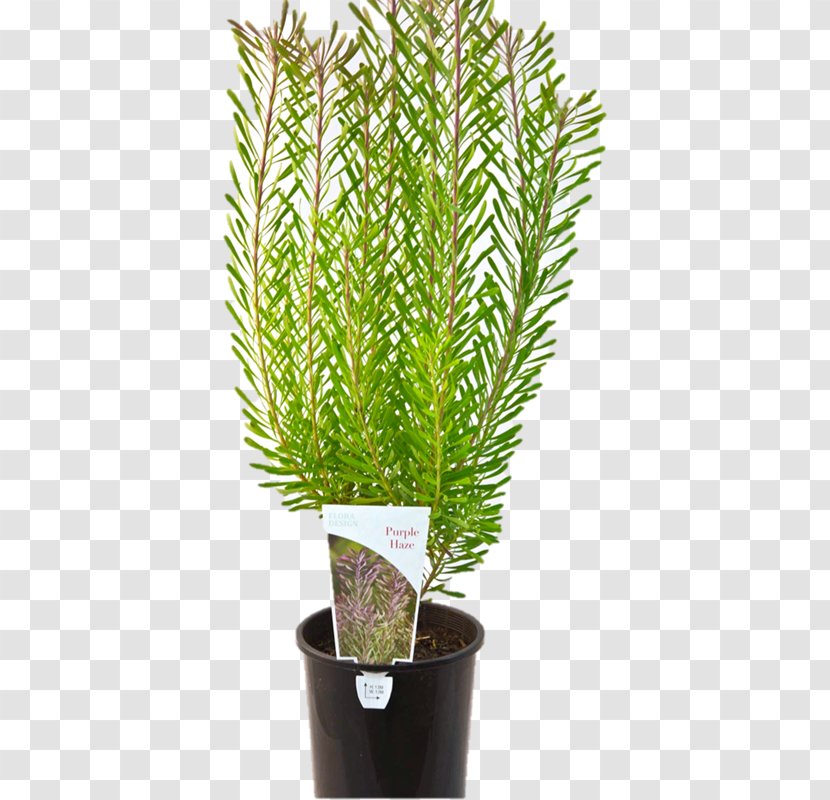 Flowerpot Tree Proteaflora Nursery PTY Ltd. Shrub Evergreen - Grass - Pty Ltd Transparent PNG