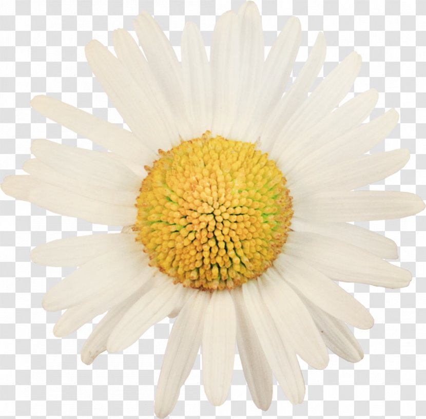 Marguerite Daisy Common Oxeye Stock Photography Flower - Yellow Transparent PNG
