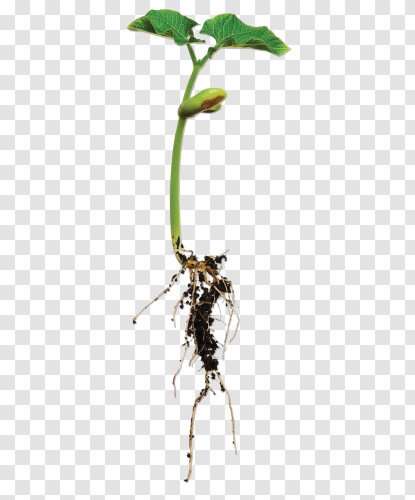 Root Lima Bean Plant Broad - Roots Transparent PNG