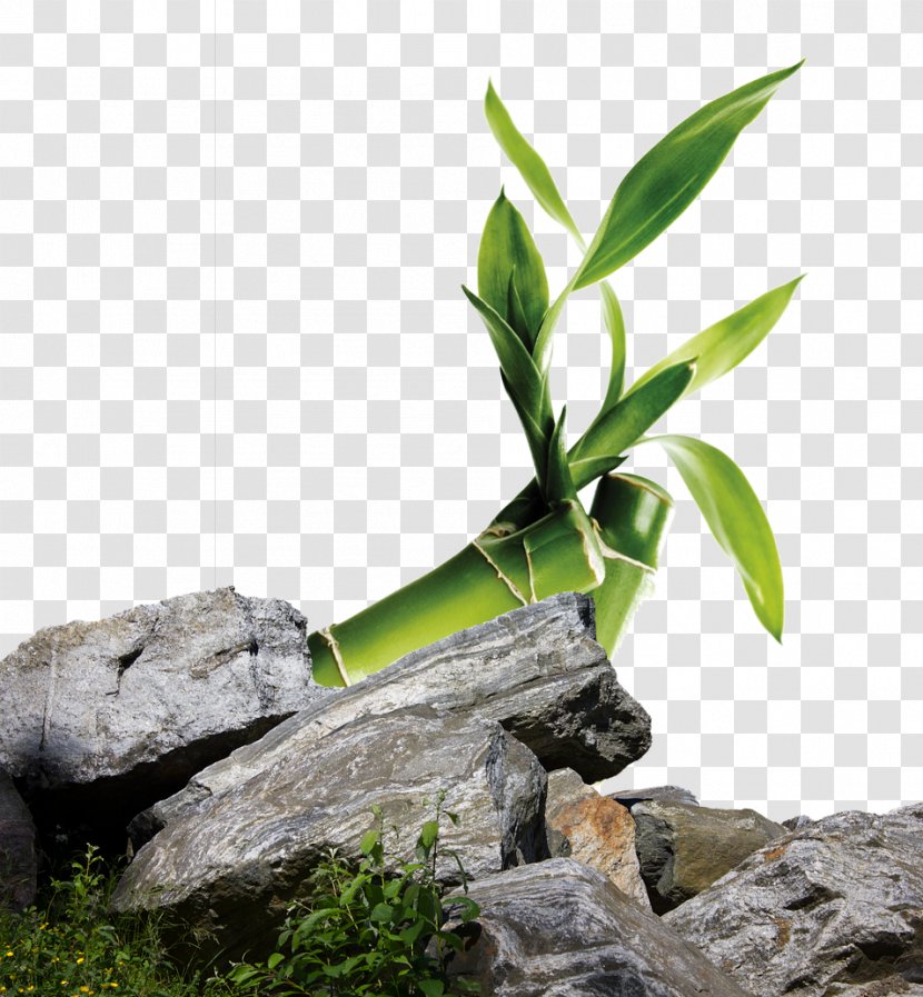 Rock Clip Art - Web Browser - Green Leaves Next To Stone Transparent PNG