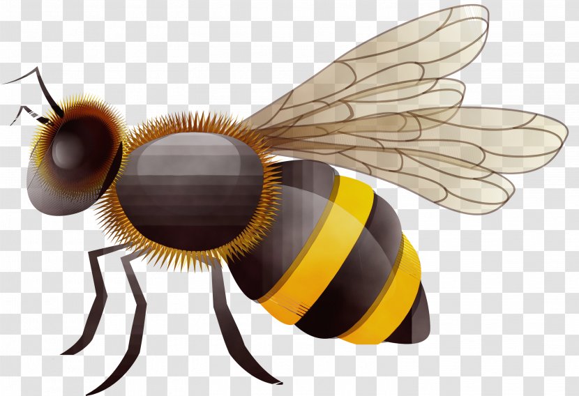 Bee Cartoon - Carpenter - Drosophila Melanogaster Transparent PNG