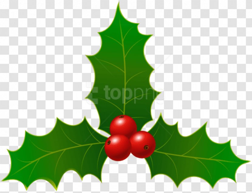 Christmas Tree Leaves - Seedless Fruit Transparent PNG