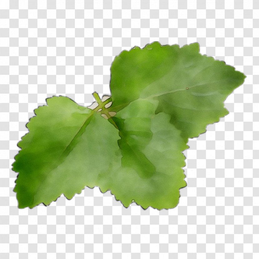 Leaf Greens - Lettuce - Centella Asiatica Transparent PNG