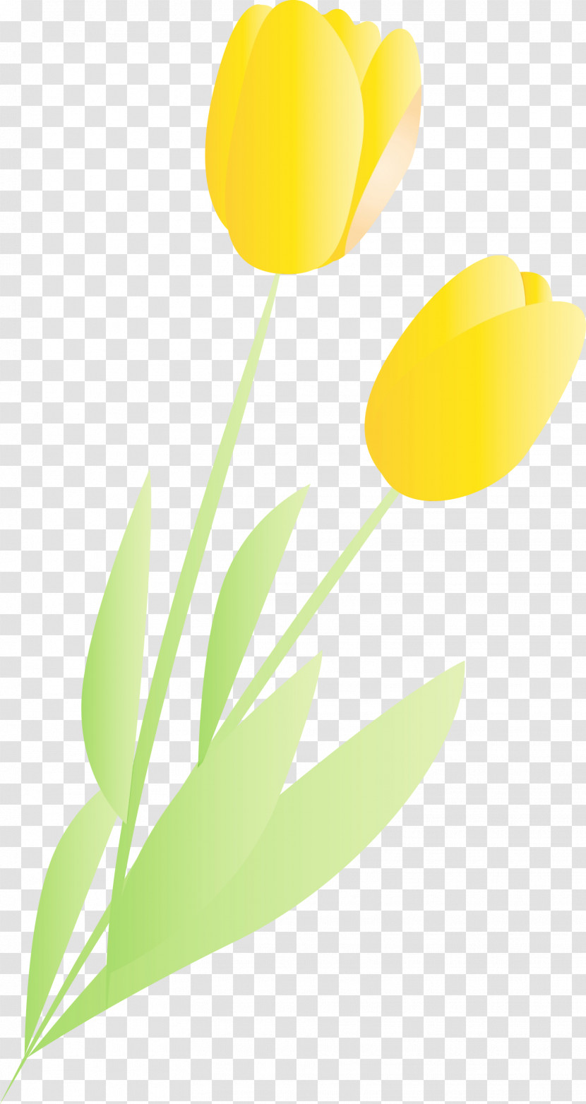 Yellow Tulip Flower Leaf Plant Transparent PNG