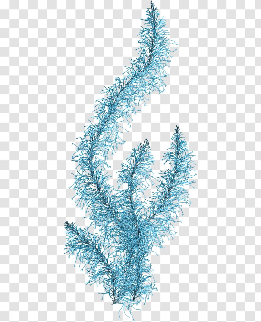 Algae Clip Art Seaweed - Fir - Sea Transparent PNG