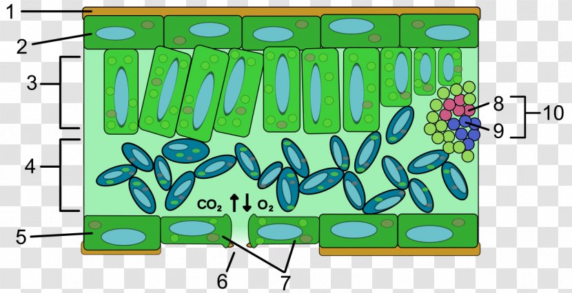 Epidermis Leaf Anatomy Chloroplast Cell - Silhouette - Plant Transparent PNG