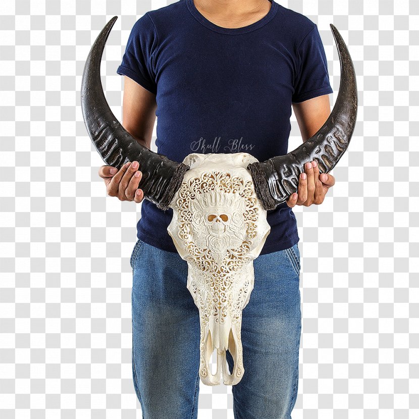 Cattle Skull Horn Orbit Face - Buffalo Transparent PNG