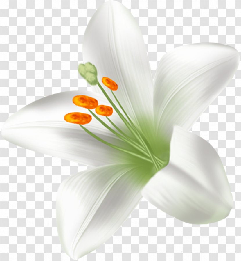 Flowering Plant Lilium Liliaceae - Lilly Transparent PNG