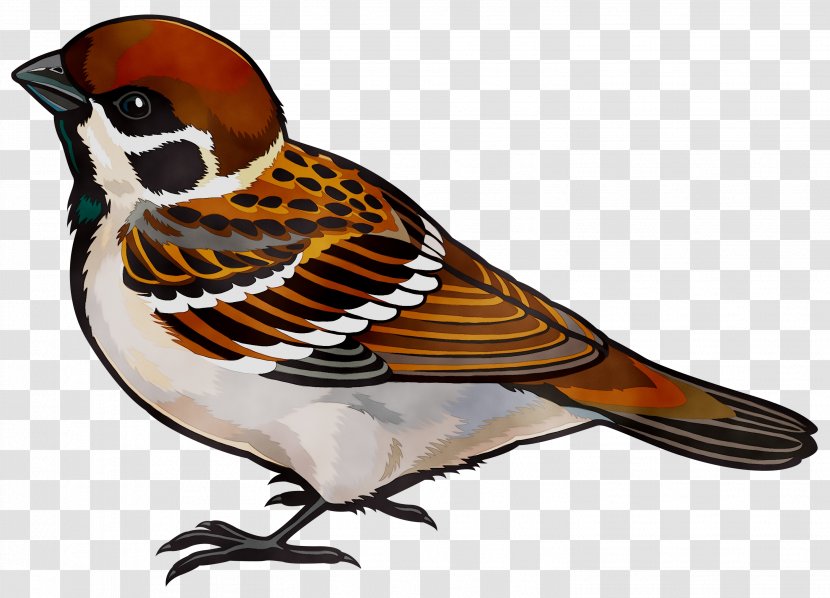 House Sparrow Clip Art Vector Graphics - Brambling - Songbird Transparent PNG