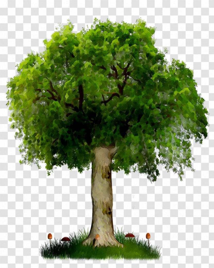 Tree Clip Art Image Desktop Wallpaper - Flowerpot - Plant Transparent PNG