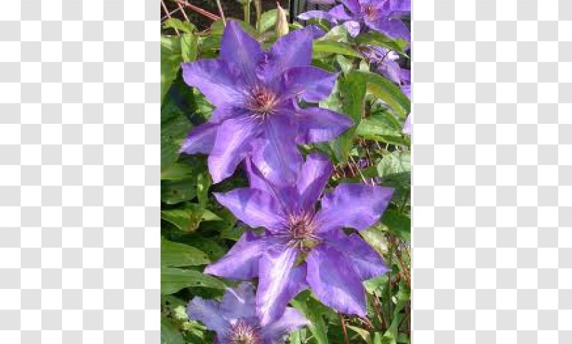 Clematis 'Jackmanii' Flower Viticella Garden Vine - Jackmanii - Rose Myrtle Transparent PNG