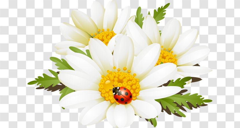 Flower Chamomile Clip Art - Flowering Plant - Summer Cliparts Transparent PNG