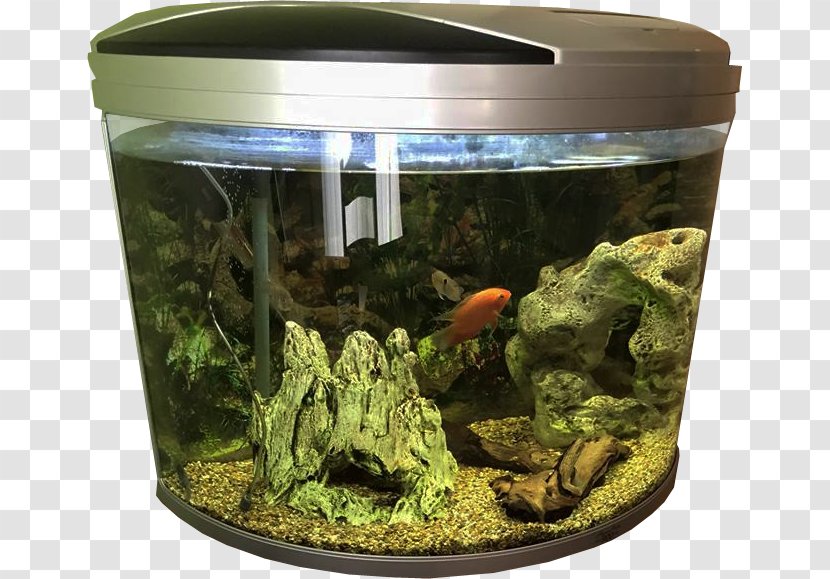 Aquarium Desktop Wallpaper Fish - Decor Transparent PNG