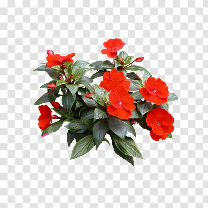 Houseplant Flower Tree - Garden Roses - Floral Elements Transparent PNG