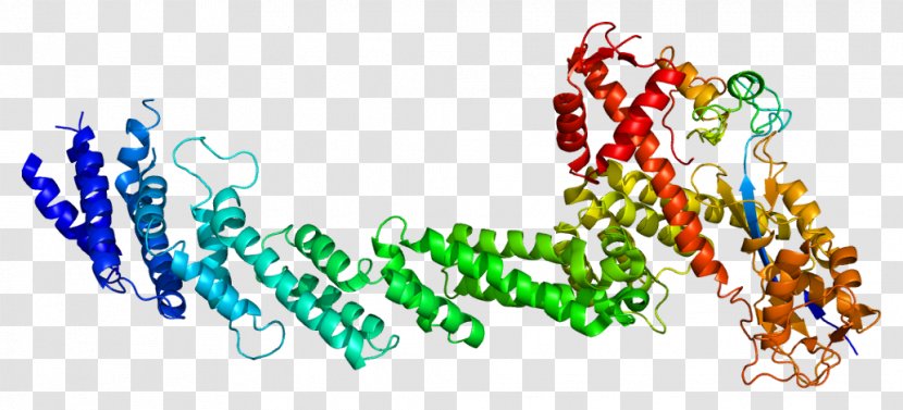 RBX1 CUL1 Protein Cullin Ubiquitin Ligase - Frame - S Transparent PNG